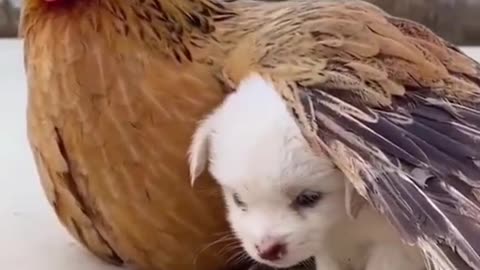 Baby dog playing with hen