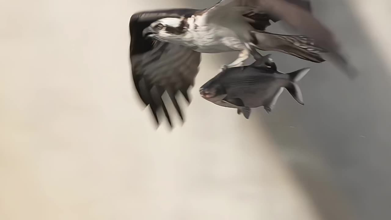 Eagle hunting fish