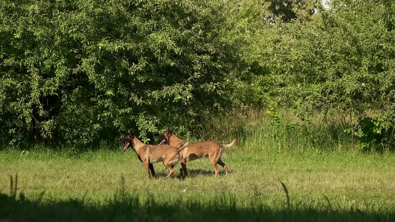 Two dogs are sit down. Two dogs are doing three steps and sit down at the same time