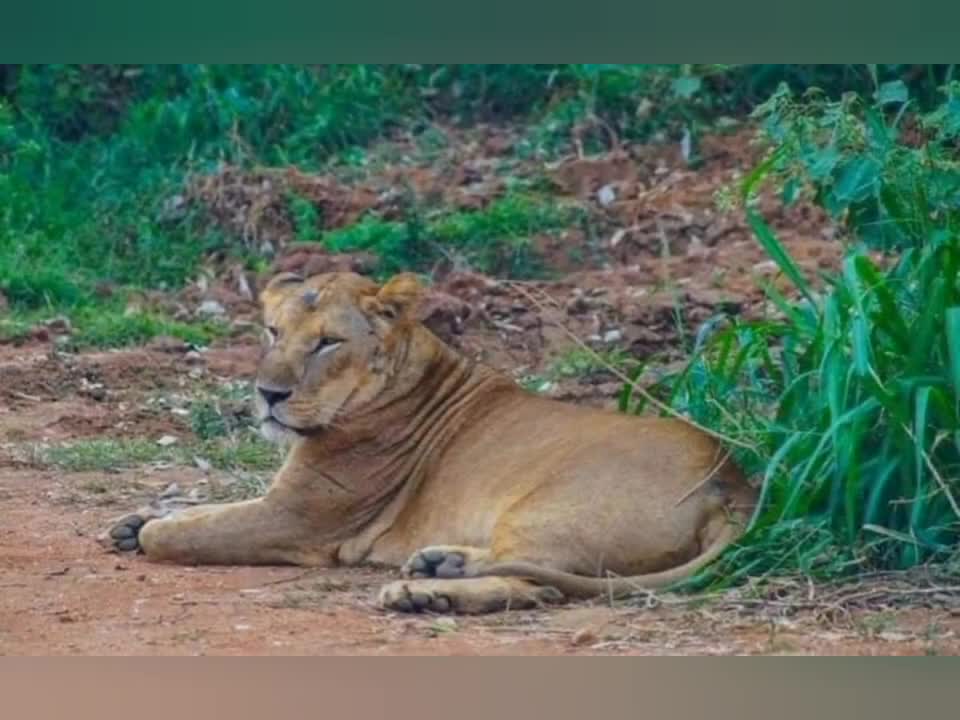 Sri Lanka (Wonder of Asia)