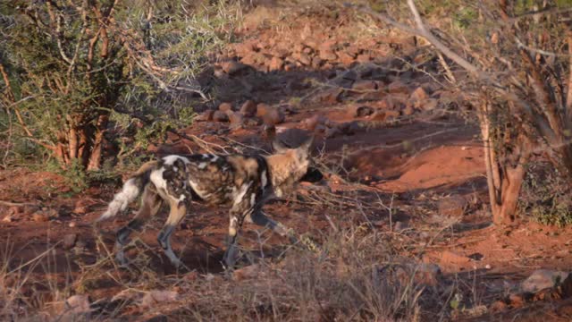 African Wild Dog Sounds.mp4