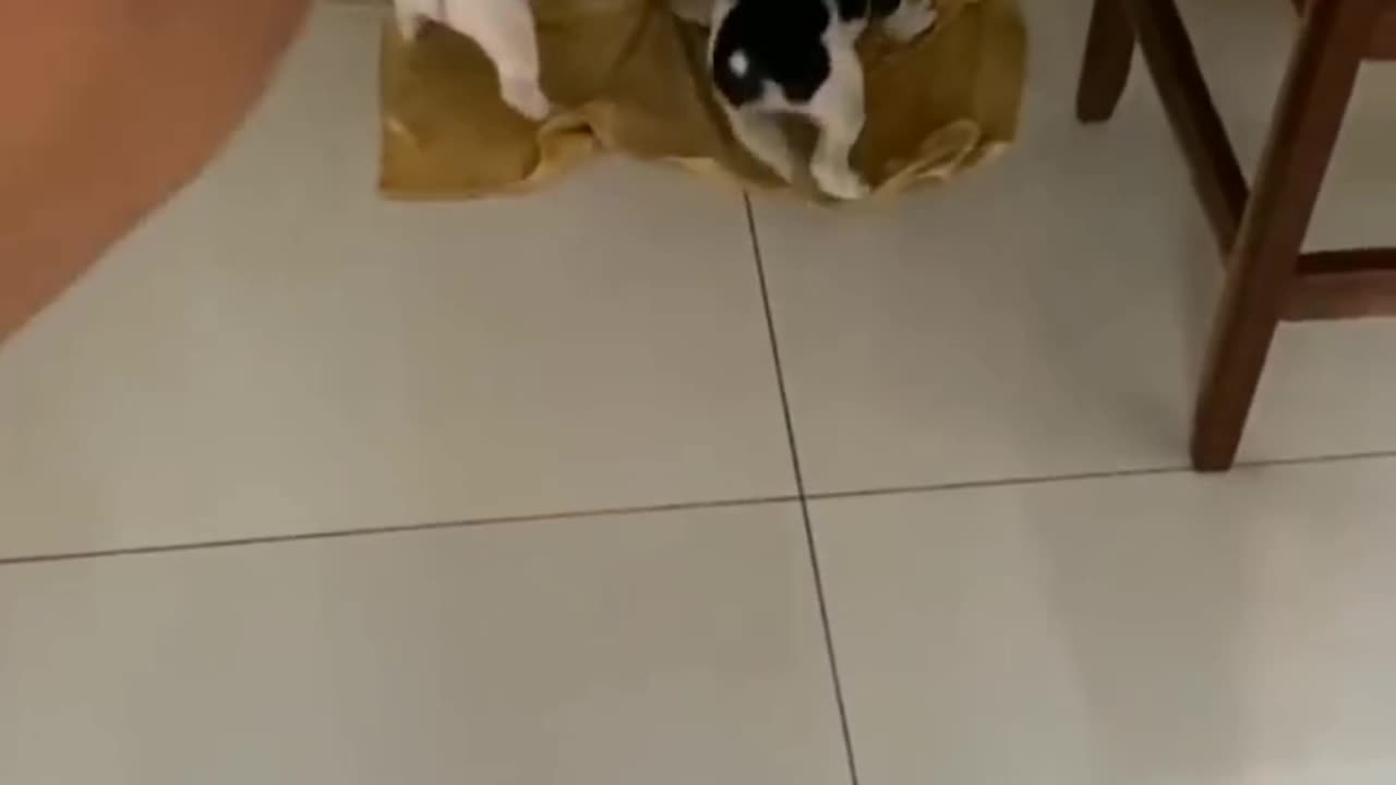 Funny video