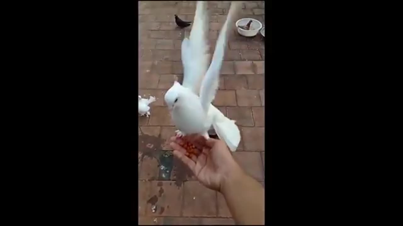 Funny animals 😎🤣😍funny moments 😎😎😋