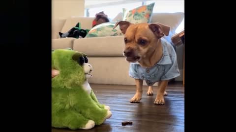 Cute And Funny Compilation Animals and Try Not To Laugh