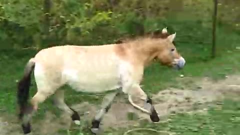 Asian Wild Horses!