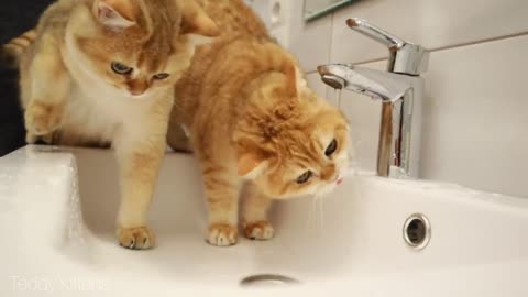 The cat plays with water and washes his head