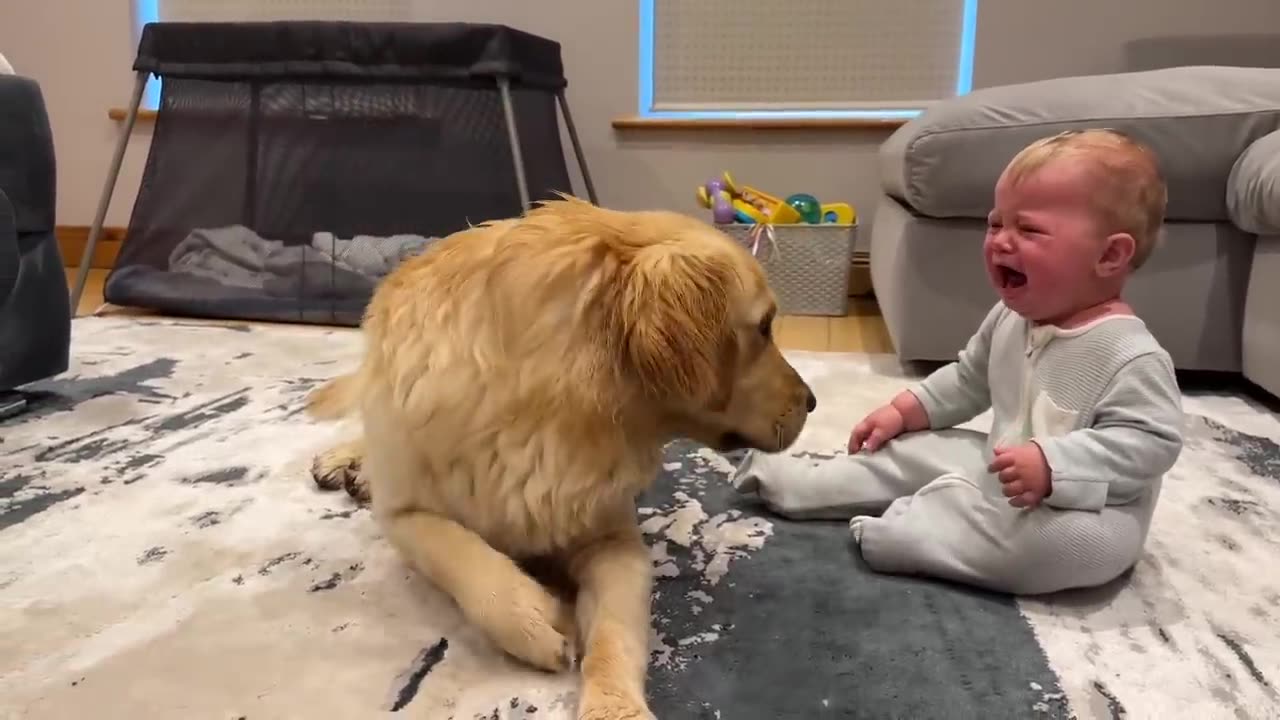 Golden Retriever Pup Makes Baby Cry But Says Sorry! (Cutest Ever!!)