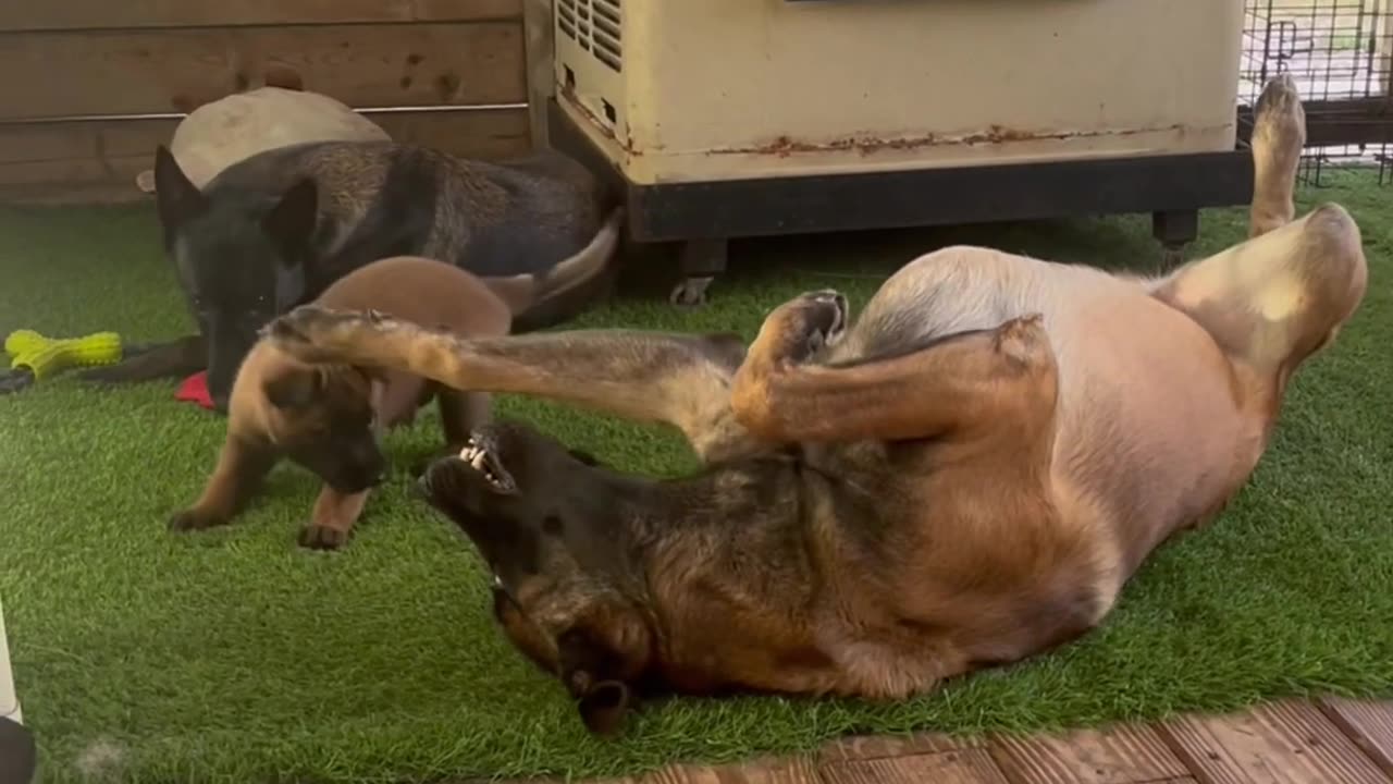 A Malinois Family #puppy #doglife #dog