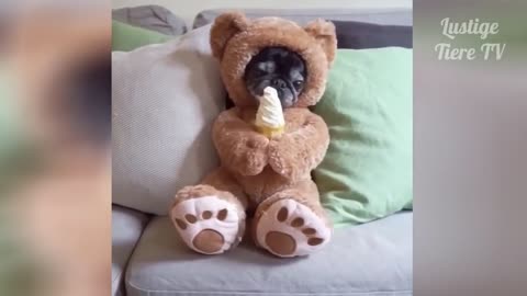 Oh my goodness. Compilation of the Cutest Funny Cats and Dogs