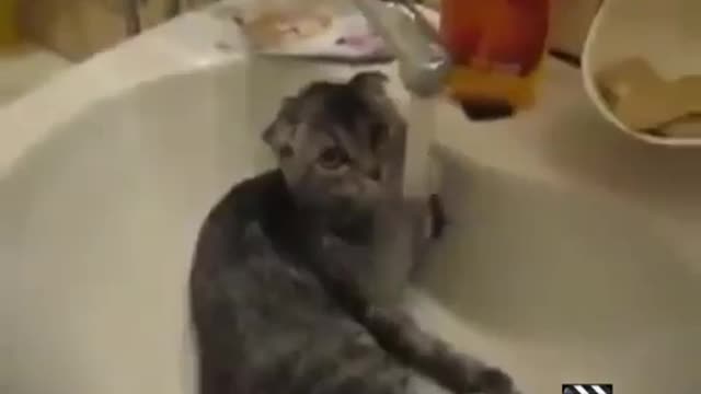 some funny cat videos,funny animal