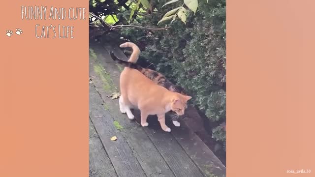 FUNNY CATS of 2022!Funny and Cute Cat's Life