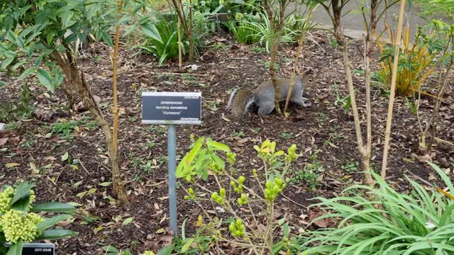 Squirrel Checking Around