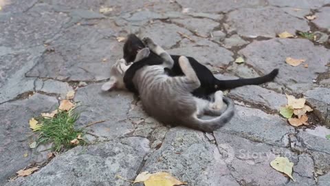 Furry fumbles : Hilarious cat fights