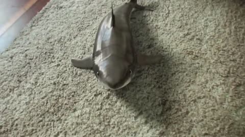 Young man adopts shark and creates like a dog!!😳