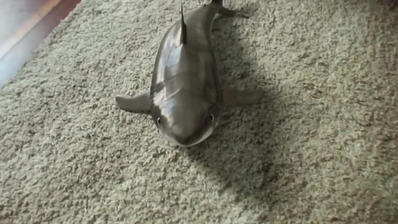 Young man adopts shark and creates like a dog!!😳