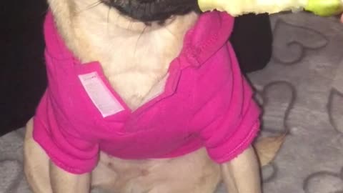 Funny pug is disgusted by half eaten pear