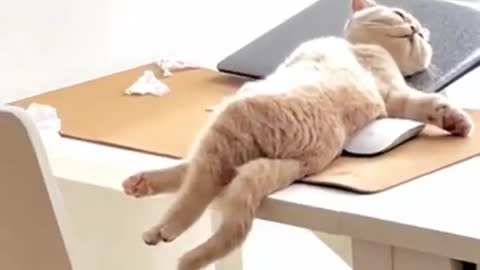 Funny Cat Video