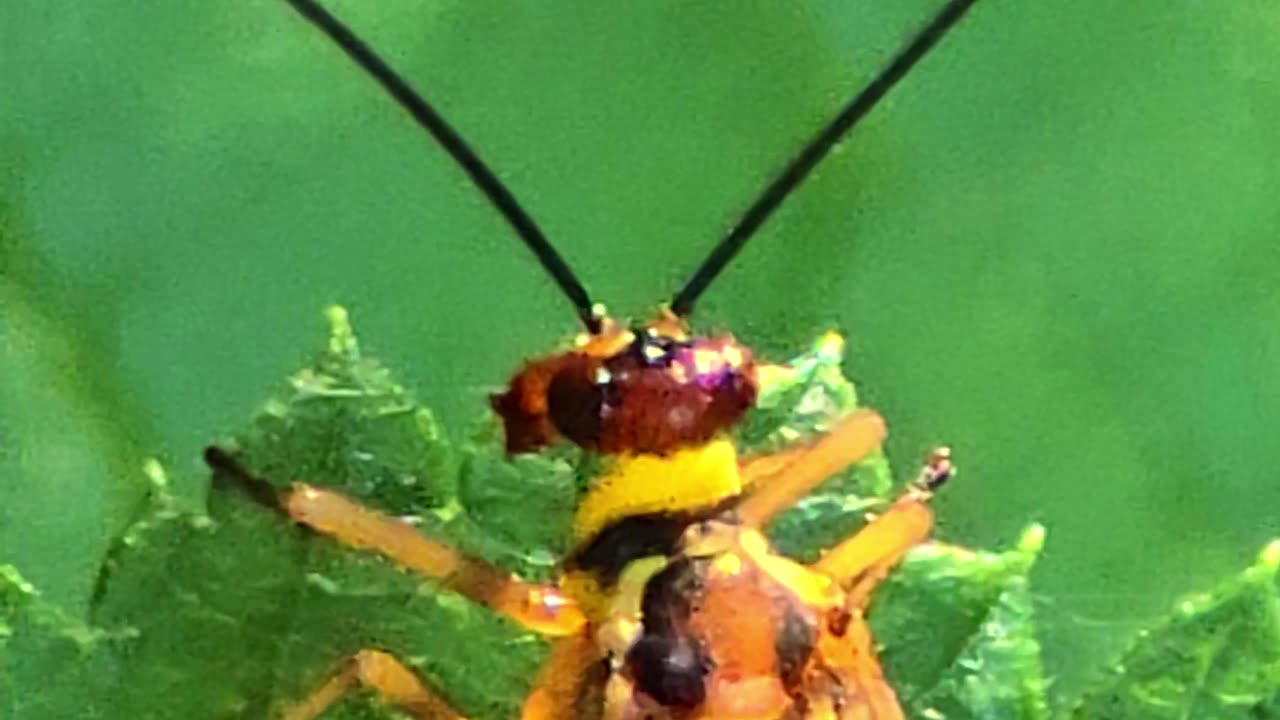 A female scorpion fly on a bush / beautiful insect in nature.
