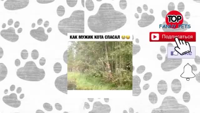 JOKES 2022 Funny animals