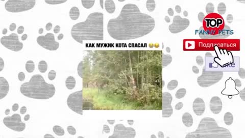 JOKES 2022 Funny animals