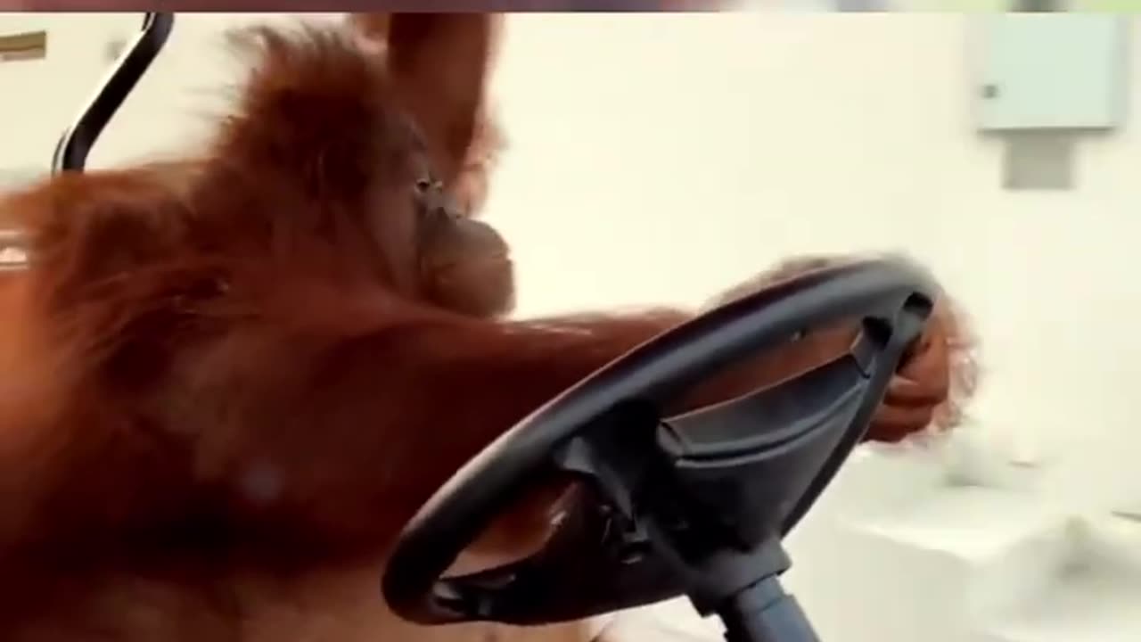 World's Smartest Orangutans 🦧 viral