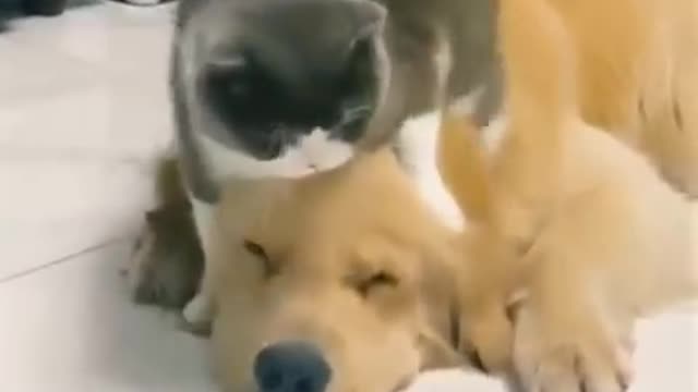 Cat and dog best funny video💯👍