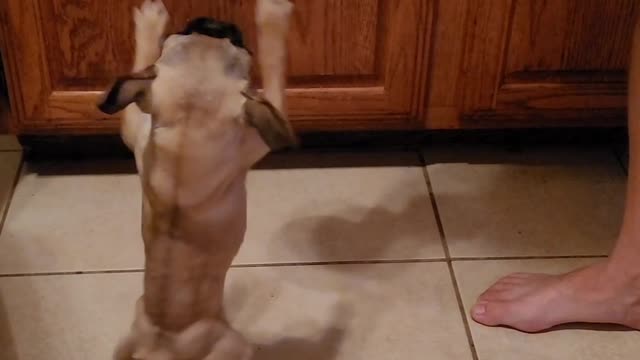 Pug dances for dinner