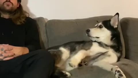 Man ignores his Husky to see his reaction...