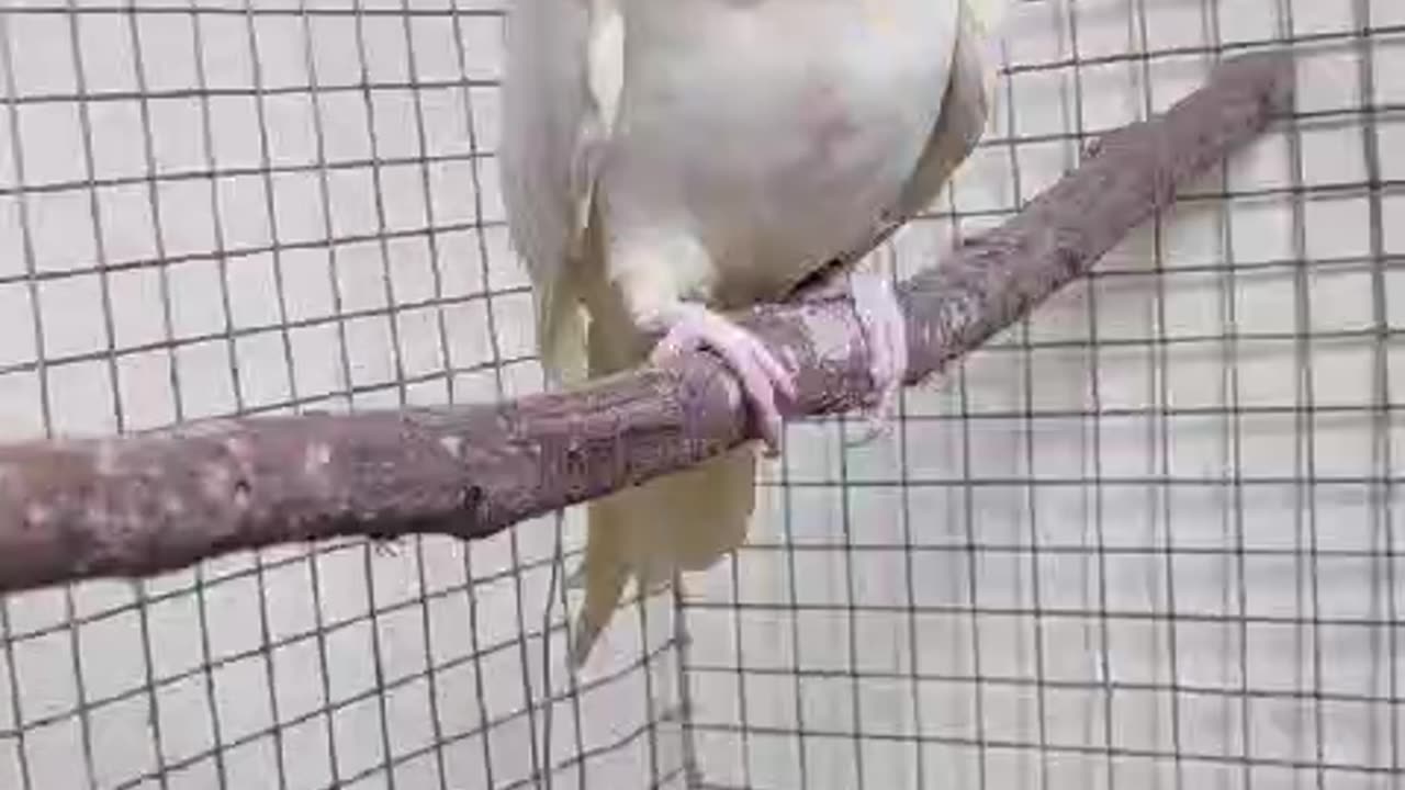 Lutino cockatiel