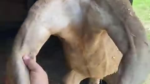 everything kangaaroo