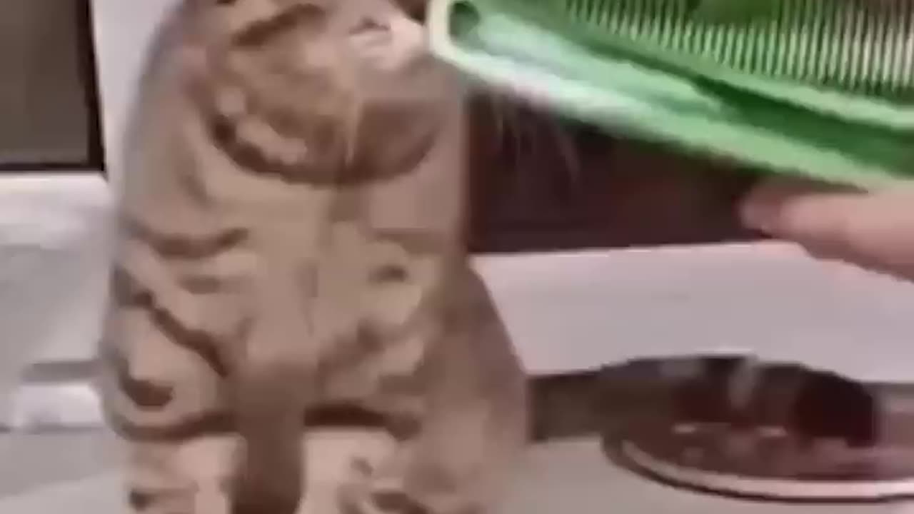 Cute 🥰 animal