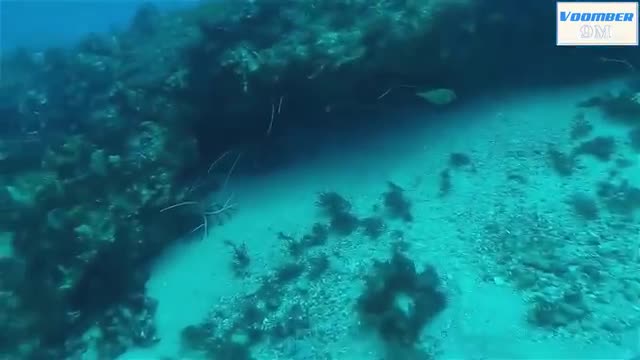 Catch Giant Lobsters Underwater