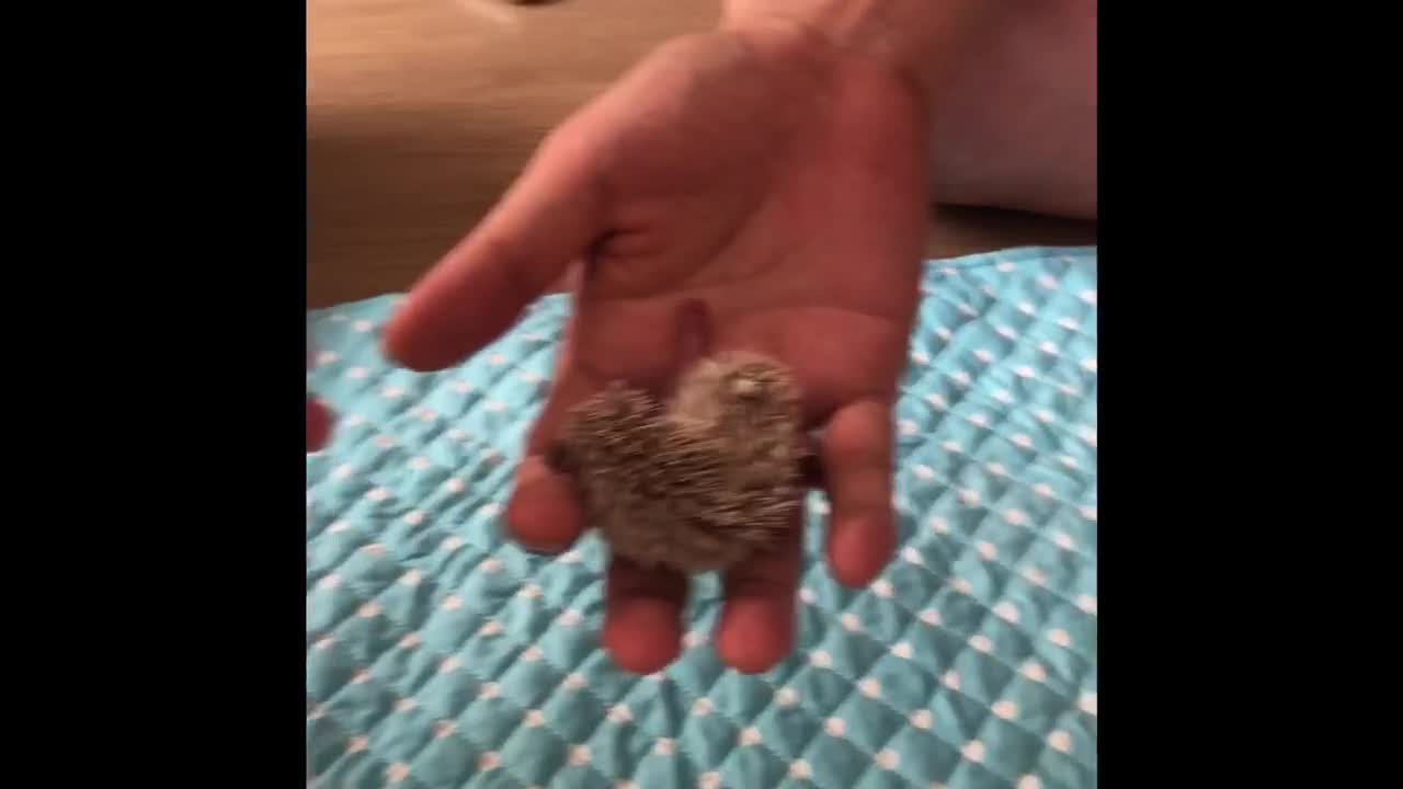 Very small baby hedgehog