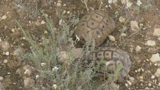 El secreto de la supervivencia de las tortugas: almacenar esperma varios años