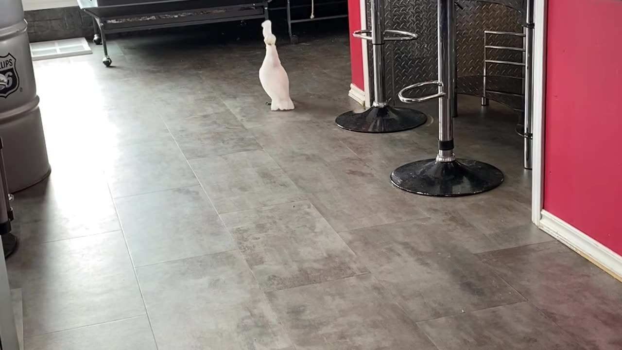 Walking Cockatoo