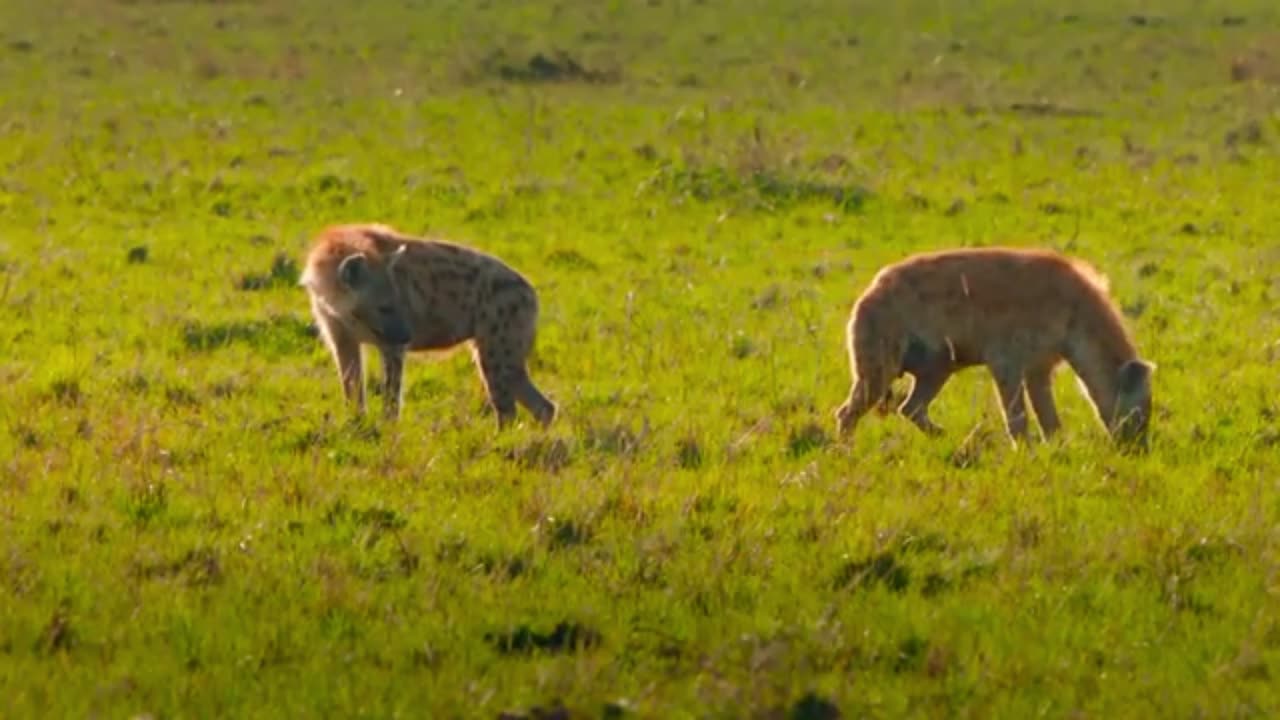 When Two Brothers Rule the Wild | The Lion Brothers Revealed