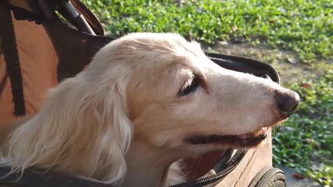 Pets Show nossos melhores amigos