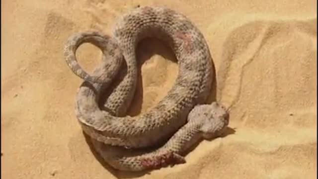 Sand cat against a desert snake