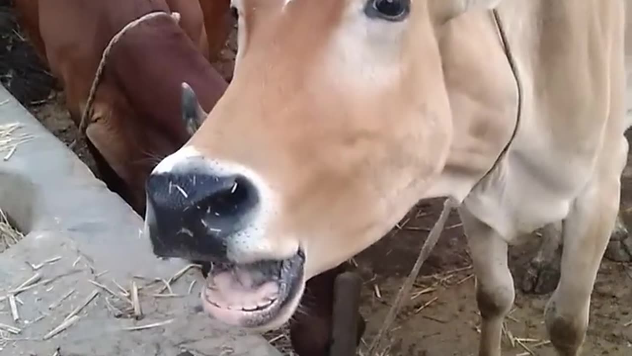 cow sound