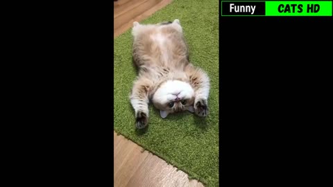 Cute and Funny Cat Videos to Keep You Smiling!😻 Don't try to hold back Laughter 😹