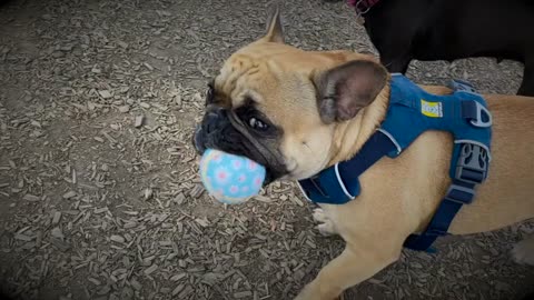 ...I Got A Squeaky Ball!