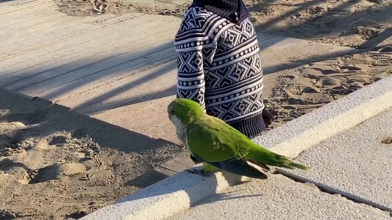 Talking to a parakeet.