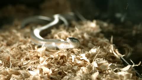 snake moving in slow motion