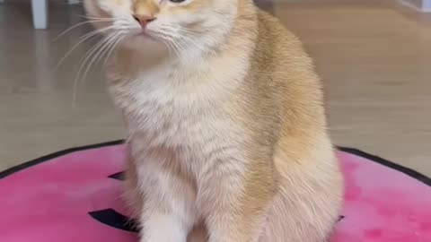 Nika is a very jealous cat