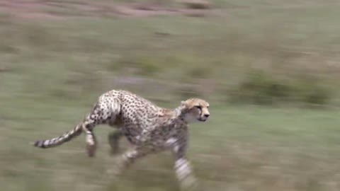 Cheetah - Fasting Running Animals & Best pictures of Cheetah-1080HD