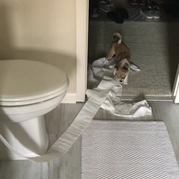 TOILET PAPER SHORTAGE