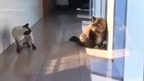 Funny Animal clip Ninja cat must watch