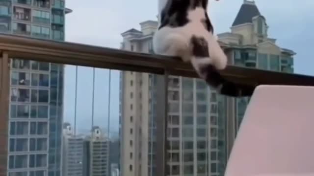 Funny animal videos