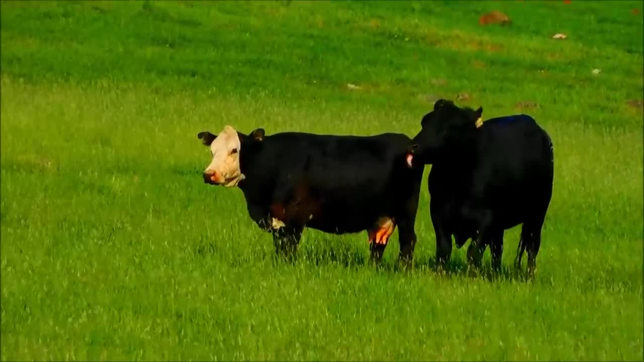The behavior of bulls and cows when breeding explained.