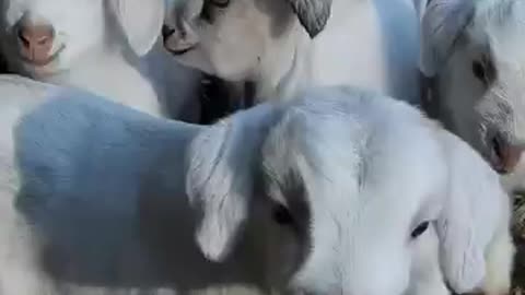 Suara anak kambing yang menggemaskan.... 🐐🐐🐐